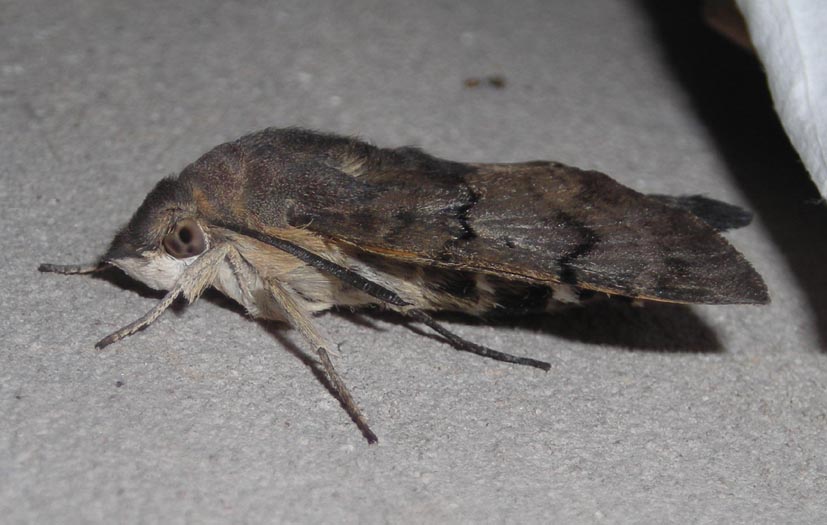 Pupa di Macroglossum stellatarum
